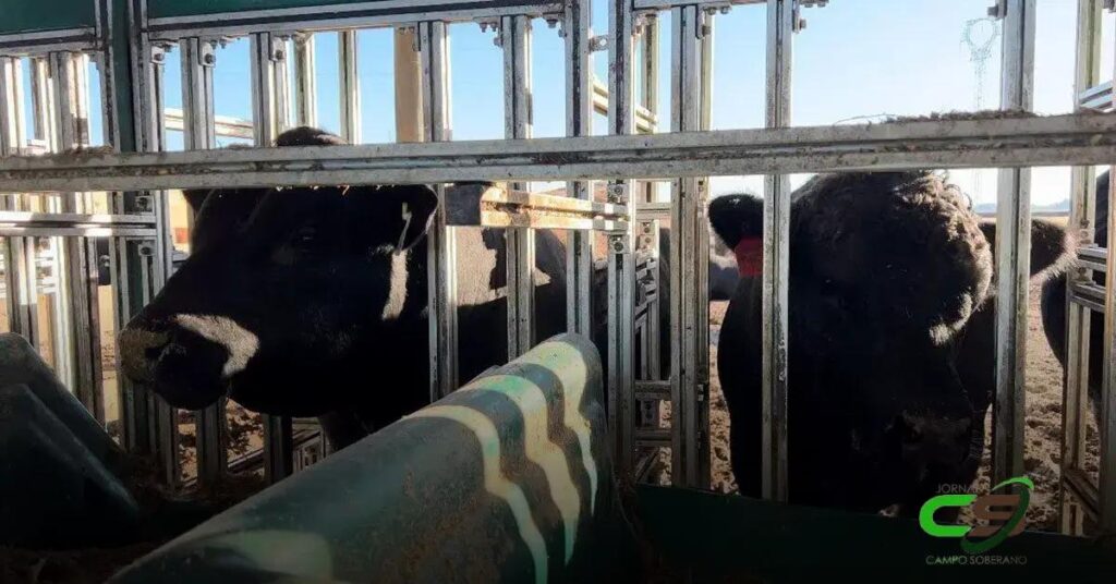 Novas DEPs de Eficiência Alimentar para Touros Angus: O Que Você Precisa Saber