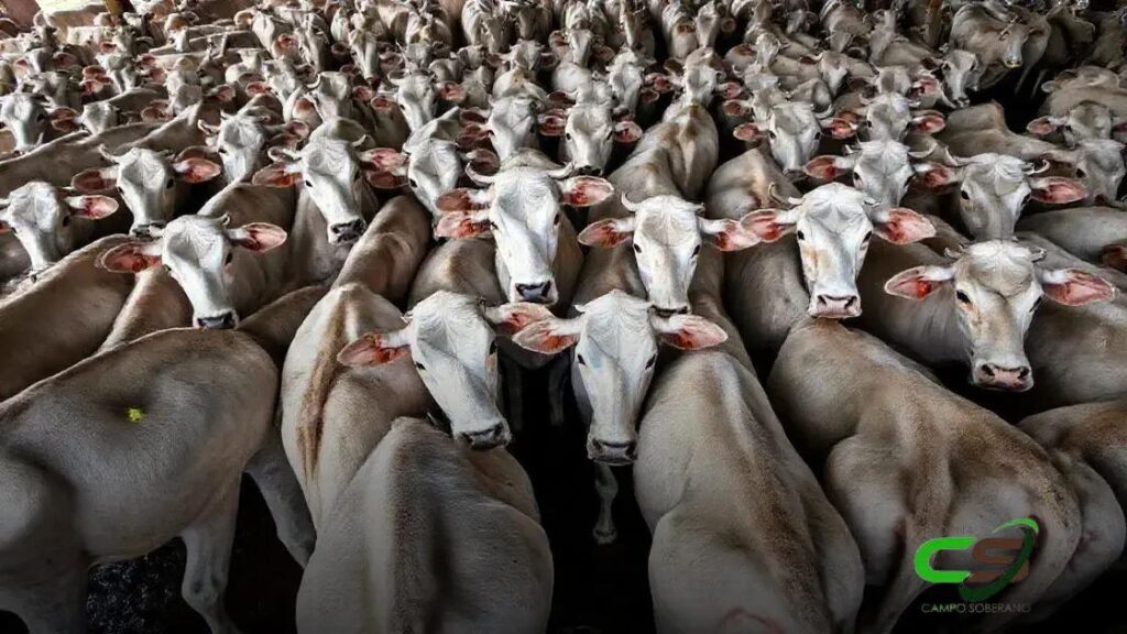 Novilhada Nelore Destaca Abate de Qualidade em MS: Um Guia Completo