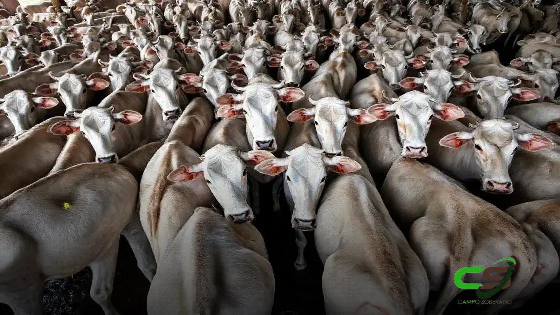 Novilhada Nelore Destaca Abate de Qualidade em MS: Um Guia Completo