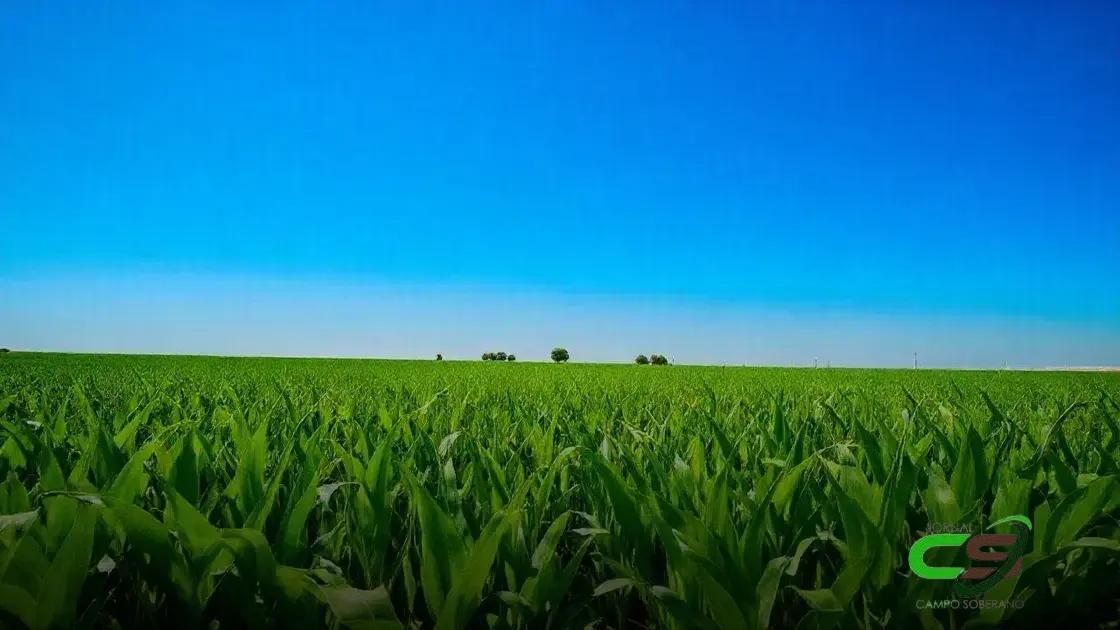 O Mercado de Milho: Expectativas Para Esta Semana