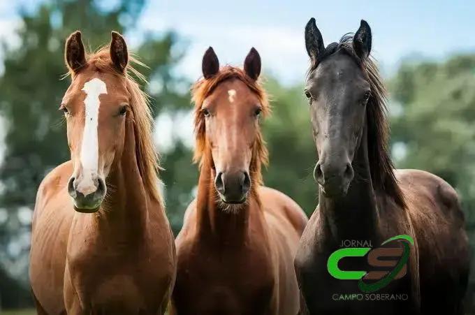 Os Primeiros Cavalos Geneticamente Editados: Uma Revolução na Equinocultura
