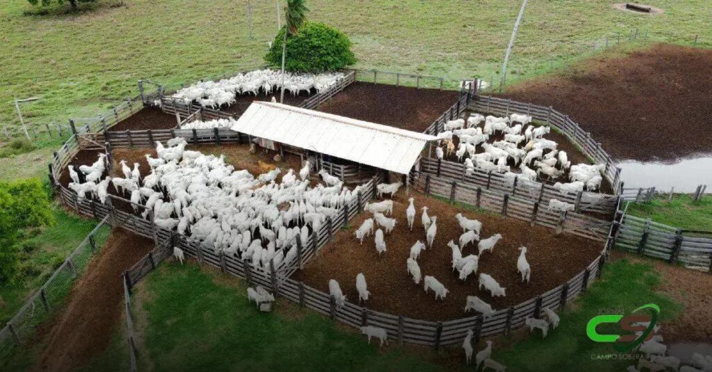 Prazo de Declaração de Estoque de Rebanhos em MT: 10 de Dezembro