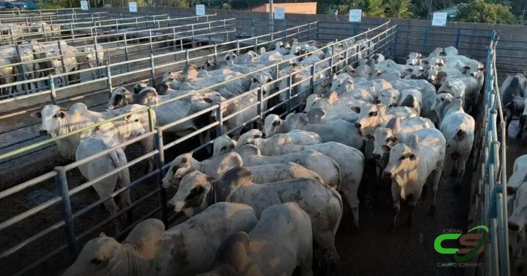 Preço da Carne Bovina: Vantagens Recordes sobre o Boi Gordo
