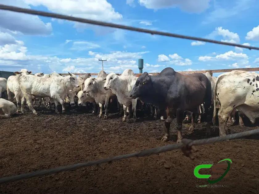 Preço do Boi Gordo em 2025: Estabilidade e Perspectivas