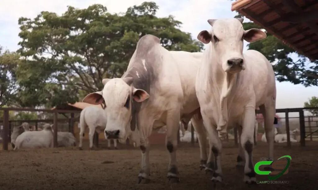 Preço do Boi Gordo em Alta: O Que Esperar Esta Semana em SP