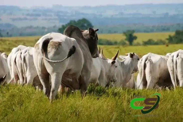 Preços do Boi Gordo: Estabilização e Tendência de Alta em Janeiro