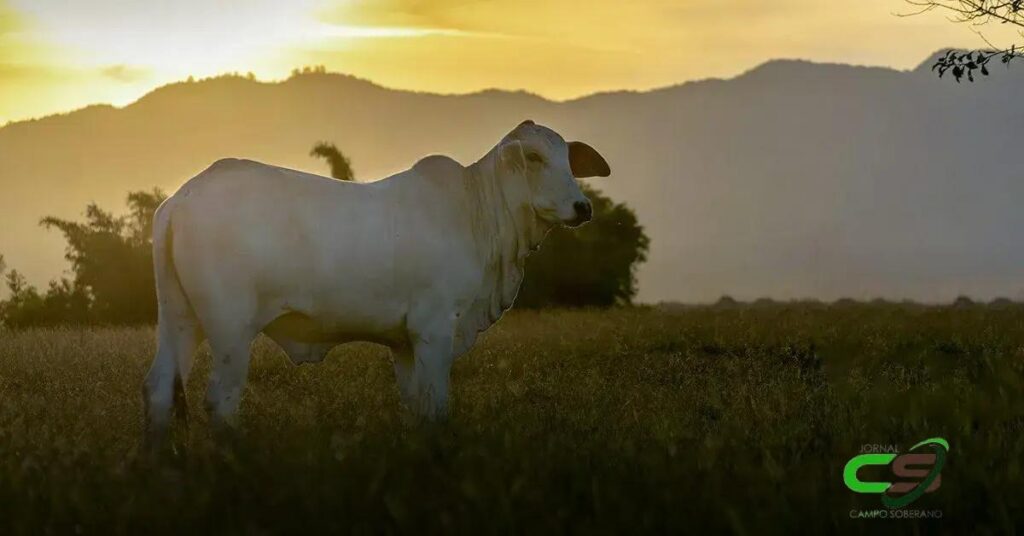 Previsão do Clima no Brasil em Janeiro: O que Esperar?