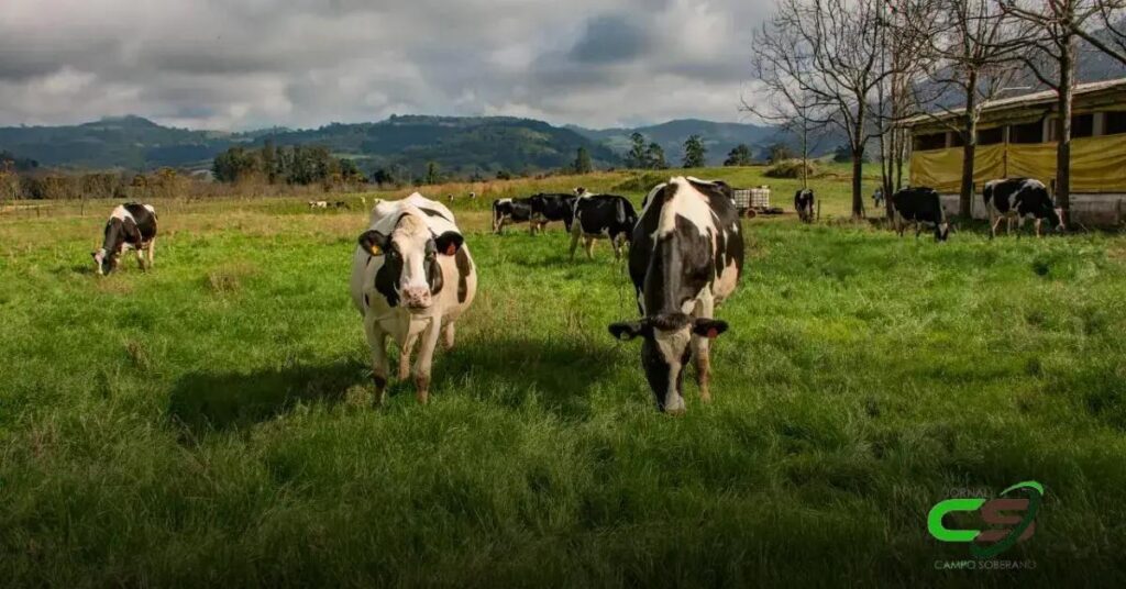 Primavera no RS: Melhores Condições para Conforto Animal na Produção Leiteira