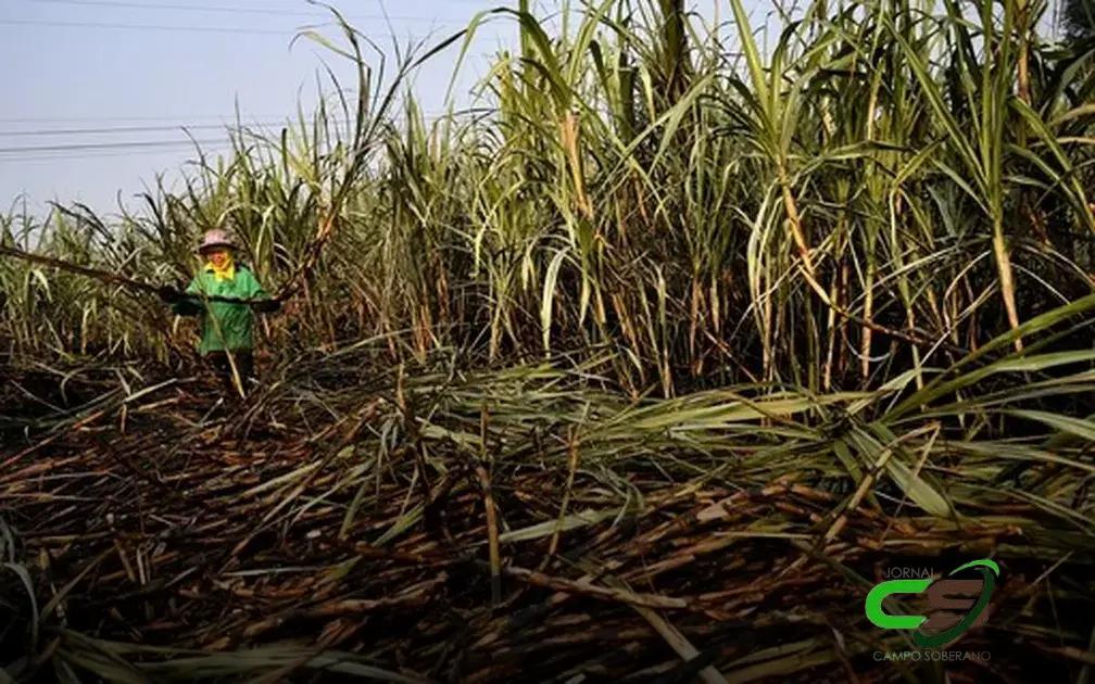 Produção de açúcar na Índia: queda de 15,5% na safra 2024/25