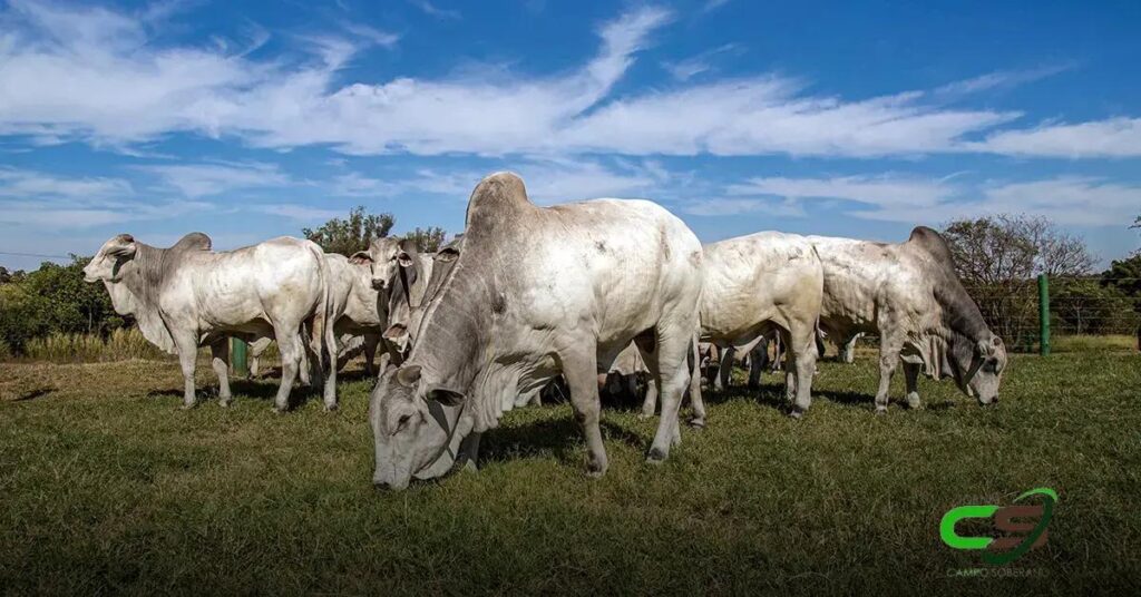 Projeto Touro Novo: Um Salto Exemplar para o Agronegócio Brasileiro