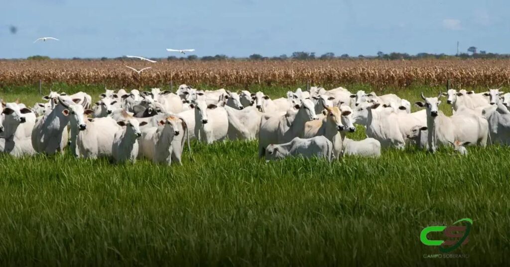 Prorrogação do Prazo para Declaração de Informações Pecuárias: Novidades!