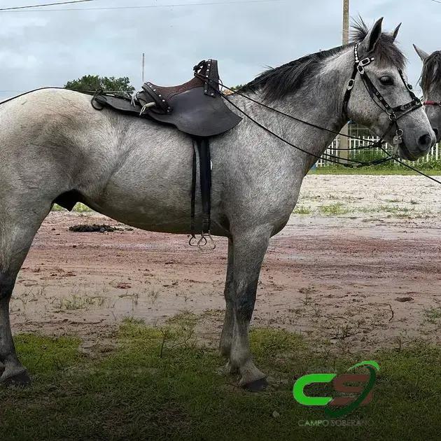 Raça Puruca: O Mini Cavalo Brasileiro em Risco de Extinção