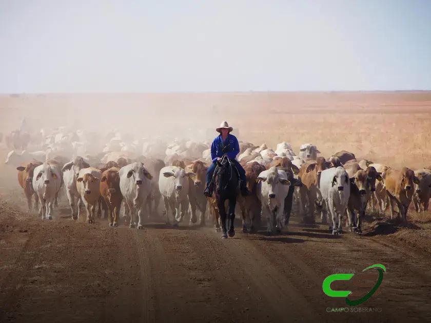 Rebanho de um dos Maiores Produtores do Mundo: Entenda a Redução