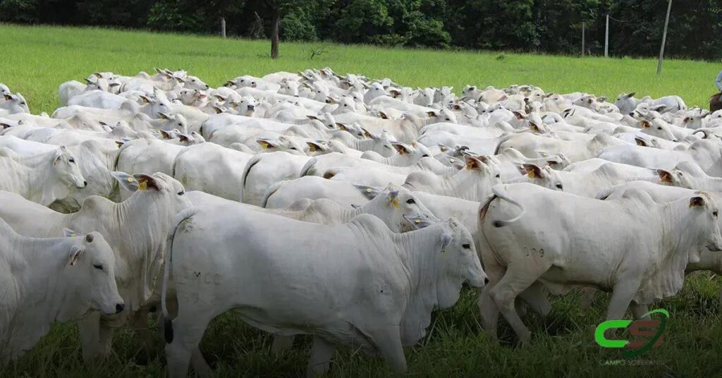 Recordes e Oscilações: O Ano do Boi Gordo Segundo o Cepea