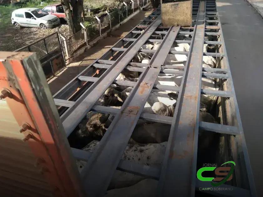 Recuperação de Carreta com 50 Vacas Roubadas em Barra do Bugres