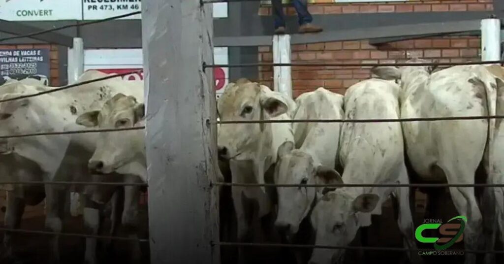 Remate em Quedas do Iguaçu: Média de R$ 2.672 por Cabeça