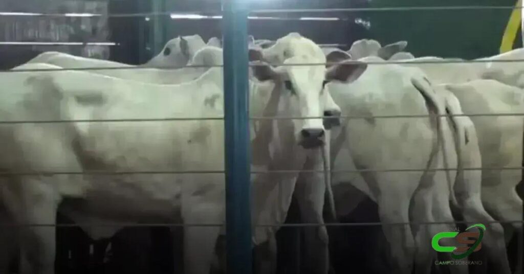 Reposição em MS: Gado Geral à Média de R$ 2.426/cab em Bela Vista