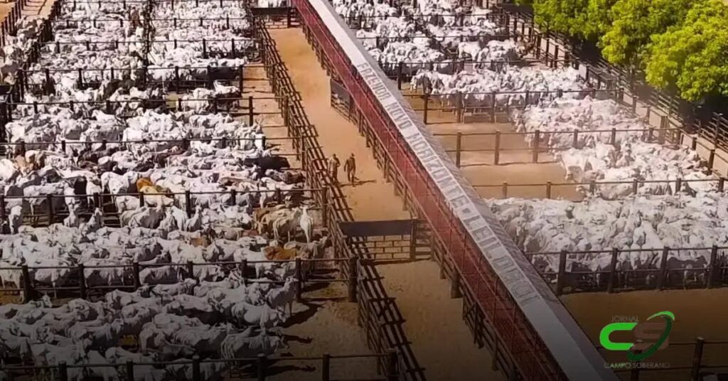 Reposição em MS: Remate em Corumbá com Média de R$ 2.357/cabeça