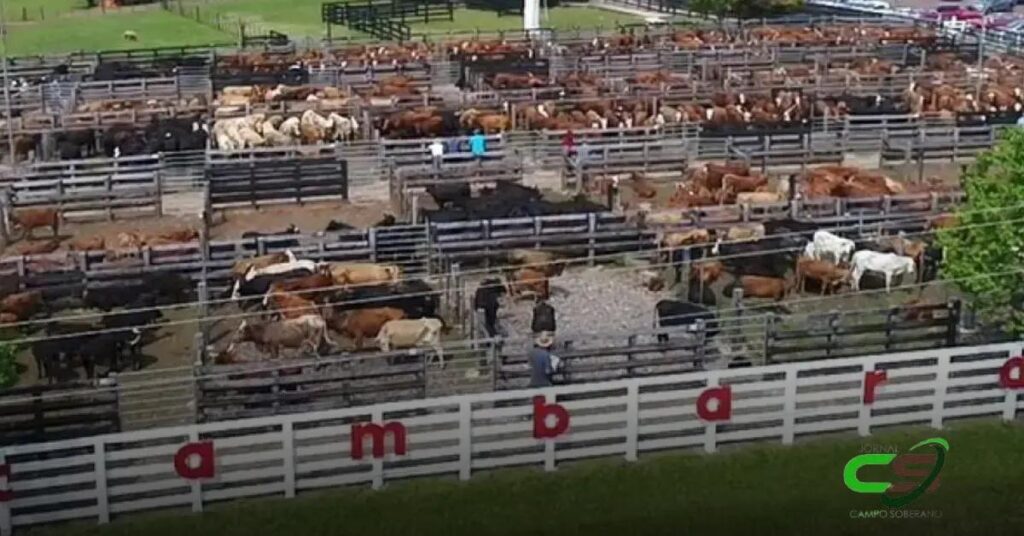 Reposição no RS: Média de R$ 2.876 em Cruz Alta