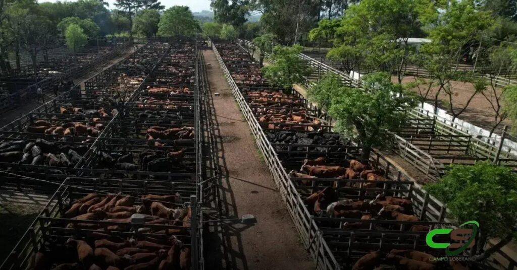 Reposição no RS: Média Geral de R$ 2.529 em Lavras do Sul