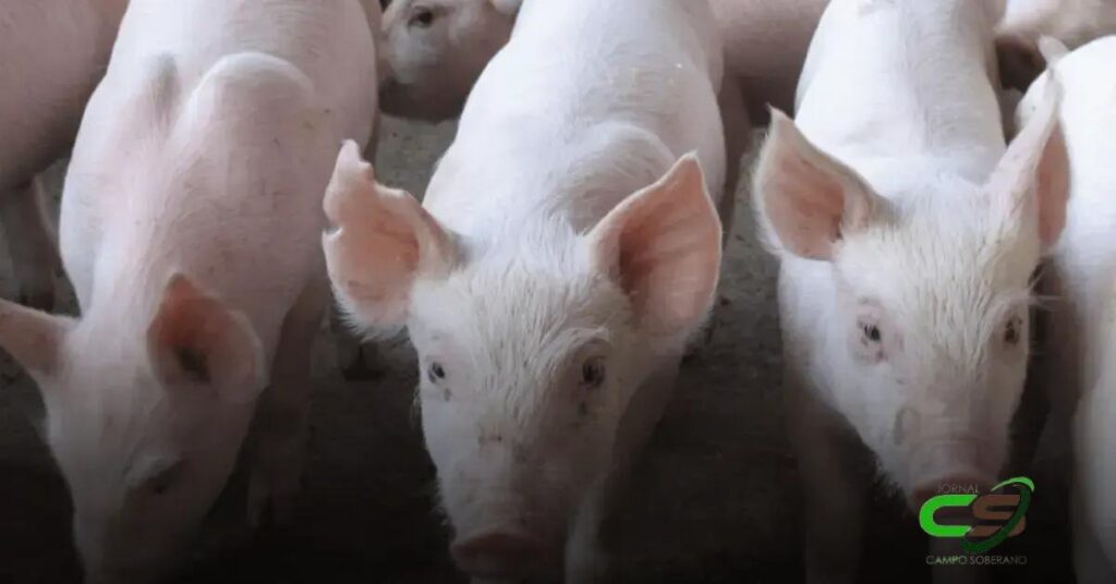 Smithfield: Nova Joint Venture e Redução do Plantel de Suínos nos EUA