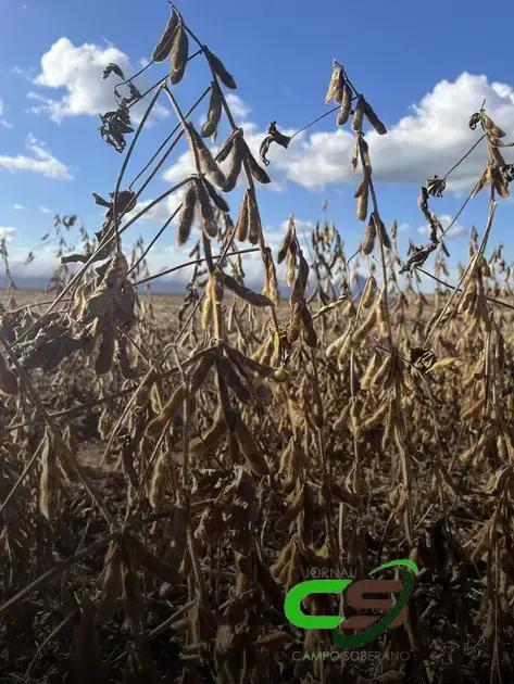 Soja Lidera Alta dos Grãos em Chicago: O Que Esperar para 2024