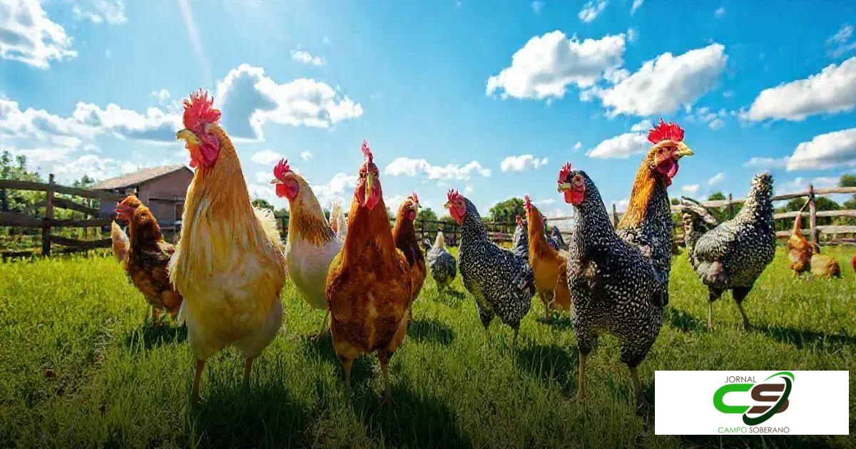 Tipos de Galinhas: Conheça as Espécies Mais Comuns e Seus Benefícios 1 Tipos de Galinhas: Conheça as Espécies Mais Comuns e Seus Benefícios