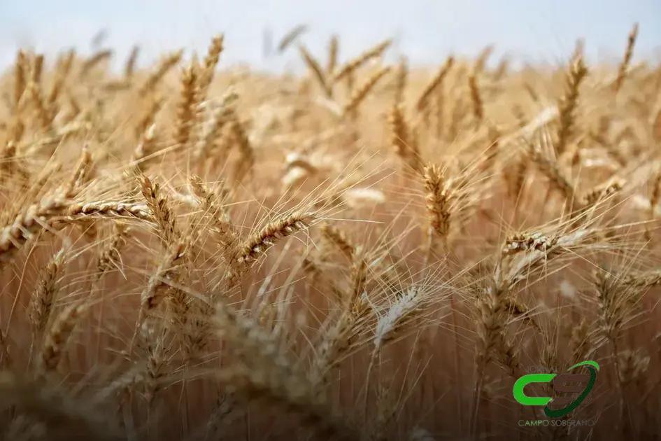 Trigo: Queda nos Grãos em Chicago e Vendas Fracas nos EUA