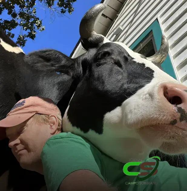 Vaca invade casa todos os dias para dar abraço em homem