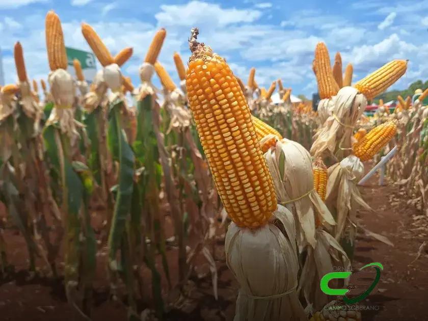 Venda de Milho da Conab para Pequenos Criadores Aumenta 70% em 2024