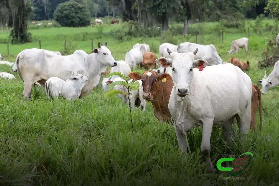 Vietnã Abre Mercado para Compra de Pele de Bovinos do Brasil