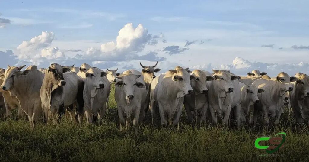 Vietnã Abre Mercado para Peles de Bovinos do Brasil: Oportunidades e Desafios