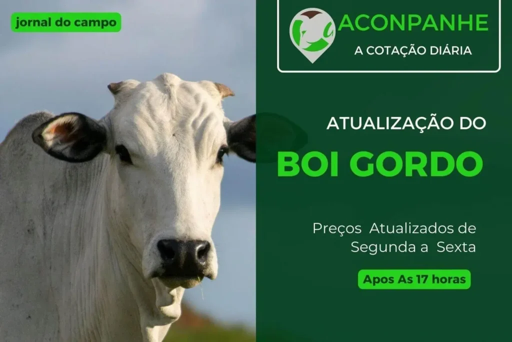 Confira a atualização dos preços do Boi Gordo em várias regiões do Brasil em abril de 2025 2 Preços do Boi Gordo em alta em diversas regiões brasileiras em abril de 2025