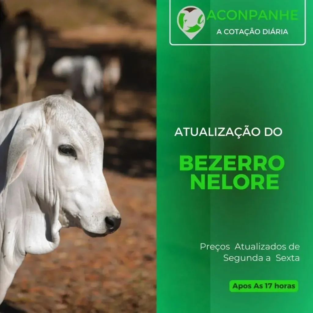 Preços e tendências da reposição bovina no Brasil em abril de 2025 7 Cotações de Animais de Reposição: Preços e Trocas Atualizados em Abril 2025