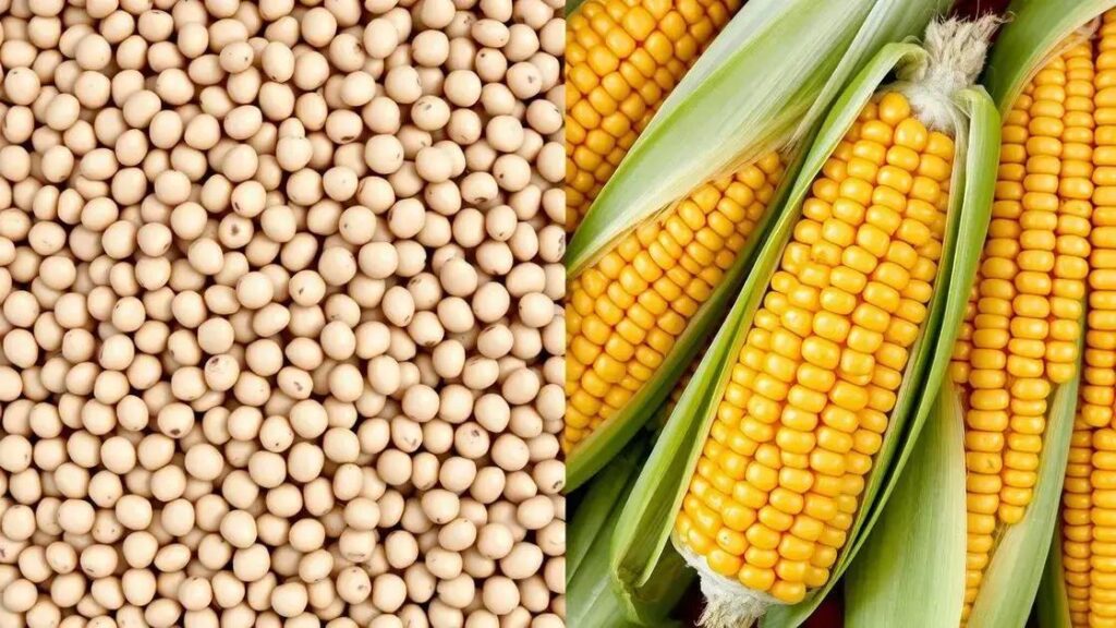 Alta da soja impulsionada por guerra comercial; milho com mercado parado
