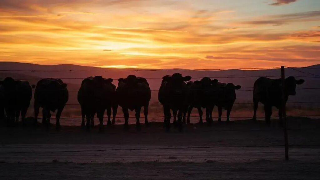 Animais transgênicos: salmão que cresce rápido e gado resistente ao calor 2 Animais transgênicos: salmão que cresce rápido e gado resistente ao calor