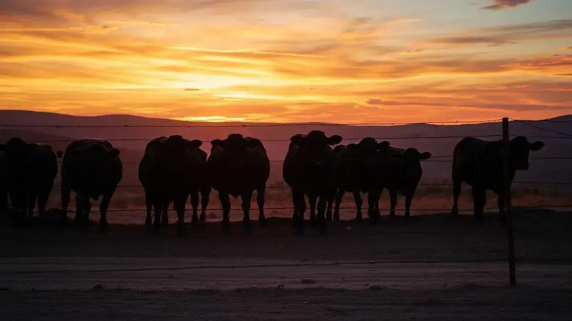 Animais transgênicos: salmão que cresce rápido e gado resistente ao calor