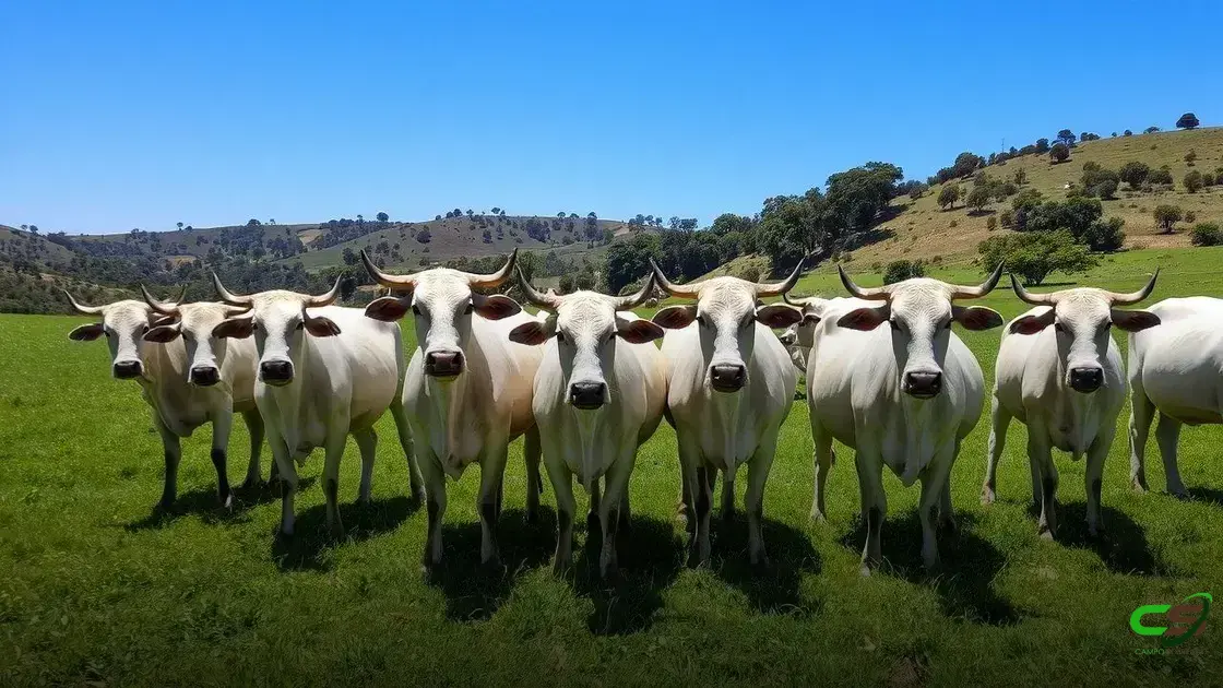 Boi gordo: cotações pelo Brasil e cenários de mercado no fechamento