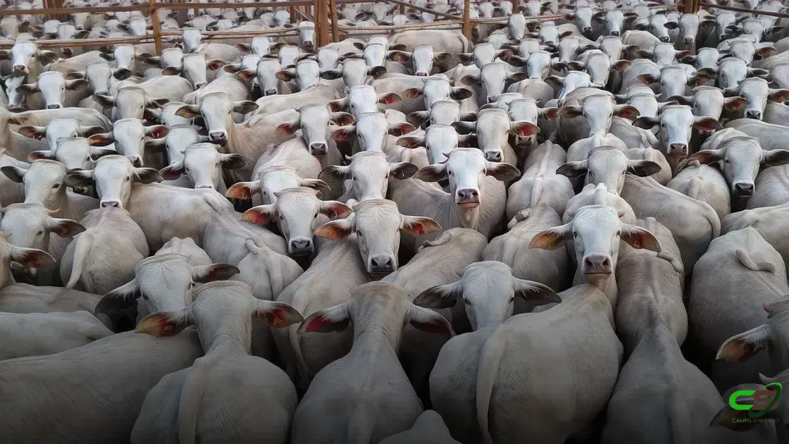 Boiada jovem com padrão racial excepcional alcança quase 20 arrobas na TIP no Pará