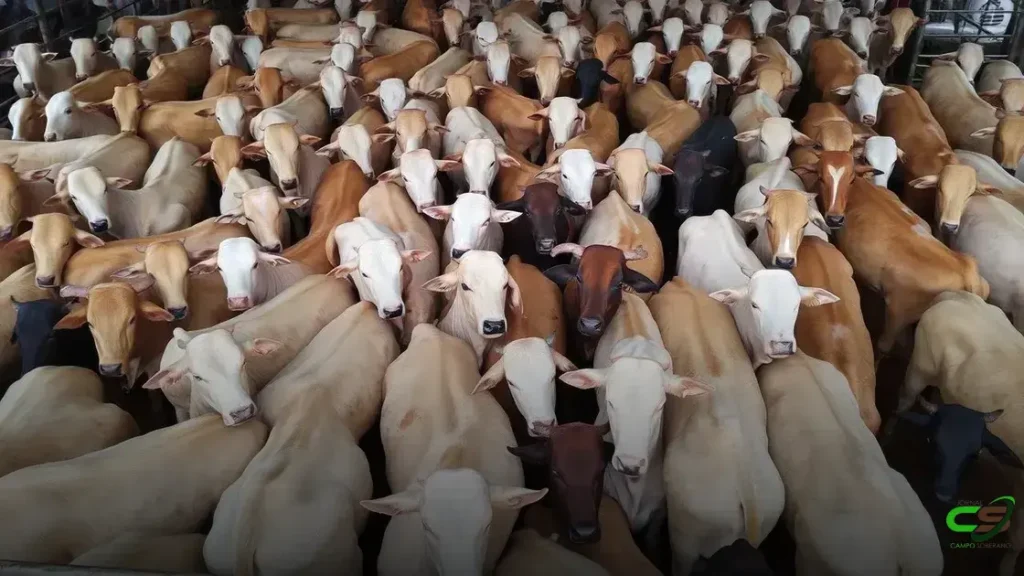 Boiada na TIP de MT: Gado Jovem, Pesado e Pronto para Exportação 1 Boiada na TIP de MT: Gado Jovem, Pesado e Pronto para Exportação