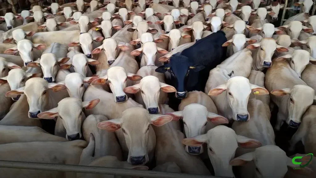 Boiada na TIP de MT revela força do pasto em produção de carne premium