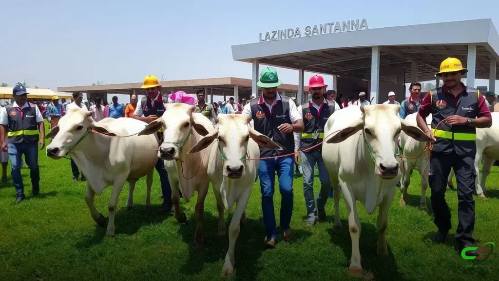 Brazilian Cattle impulsiona mercado internacional da genética bovina brasileira