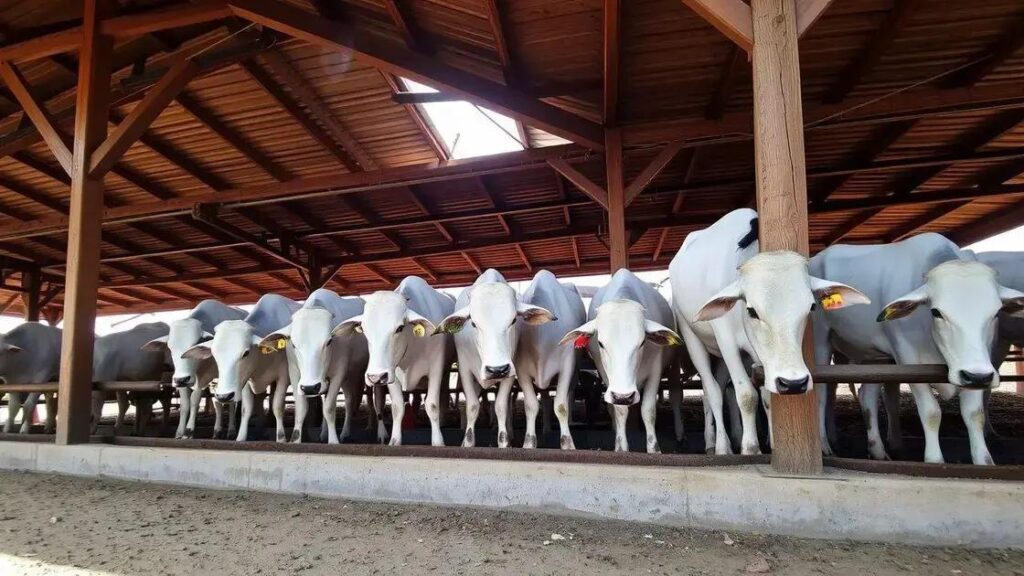Cepea aponta melhora na rentabilidade dos confinamentos bovinos em 2025 2 Cepea aponta melhora na rentabilidade dos confinamentos bovinos em 2025