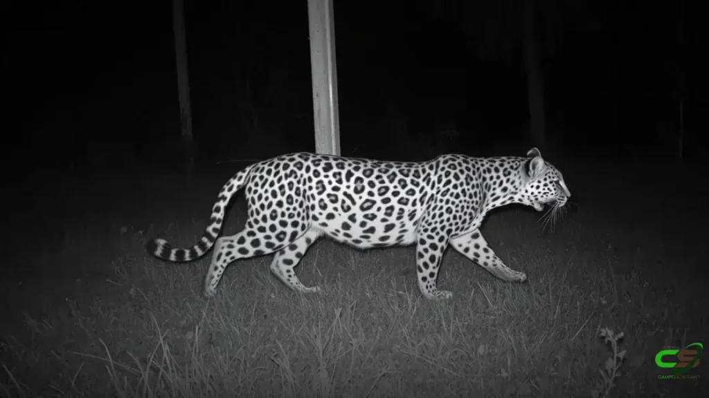 Cerca elétrica: proteção eficaz contra ataques de onças e javalis no campo