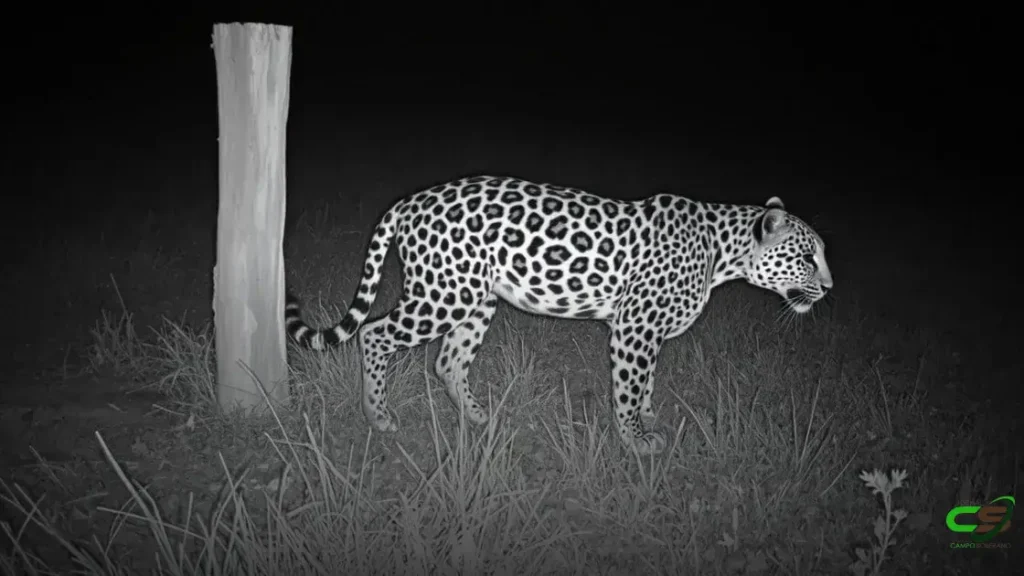 Cerca elétrica: proteção eficiente contra ataques de onças e javalis nas fazendas 2 Cerca elétrica: proteção eficiente contra ataques de onças e javalis nas fazendas
