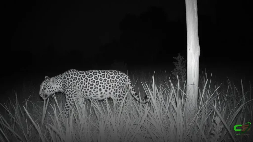 Cerca elétrica protege gado, lavouras e trabalhadores de ataques de onças e javalis