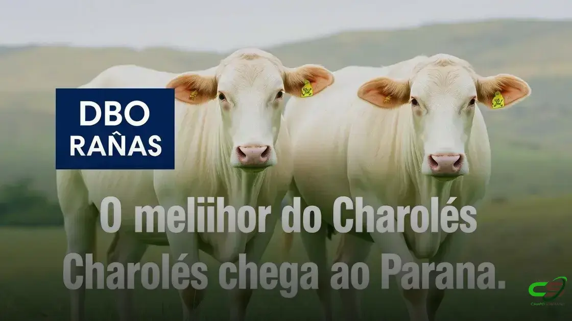 Charolês em alta: expectativas para a Nacional 2025 na Expoingá