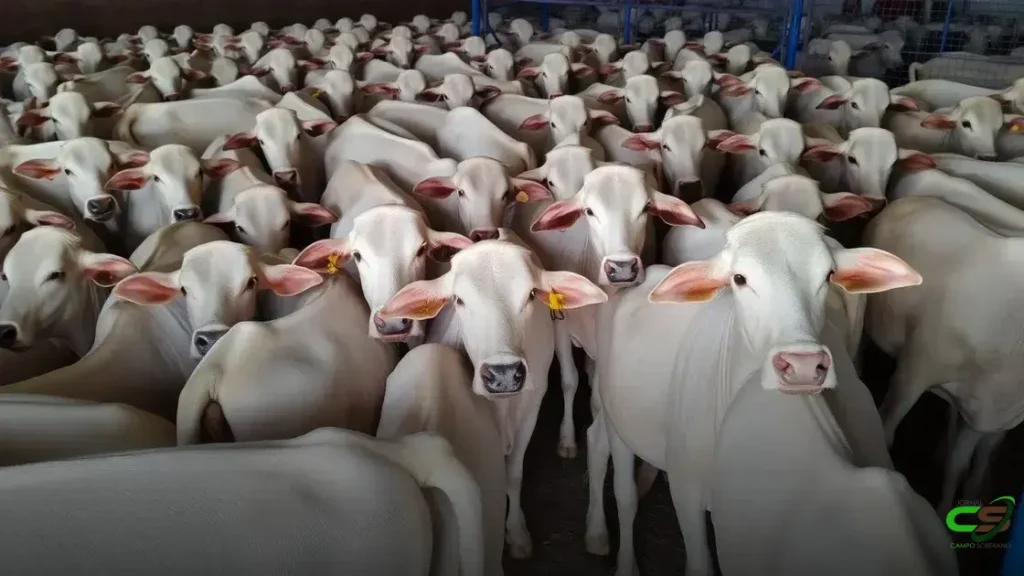 Gado Nelore Confina em Apenas 99 Dias e Ultrapassa 24 Arrobas 1 Gado Nelore Confina em Apenas 99 Dias e Ultrapassa 24 Arrobas