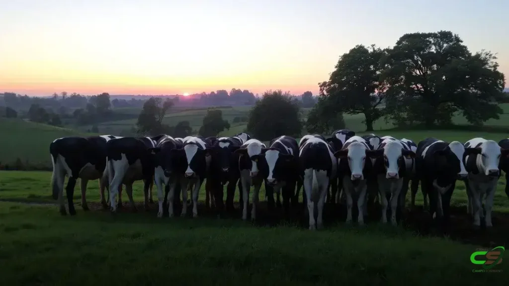 Mais de 50% de margem na TIP: estratégia lucrativa na pecuária de corte