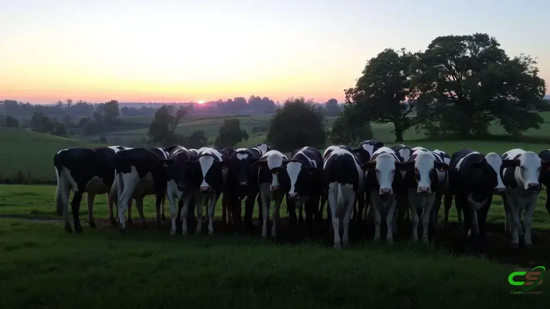 Mais de 50% de margem na TIP: estratégia lucrativa na pecuária de corte